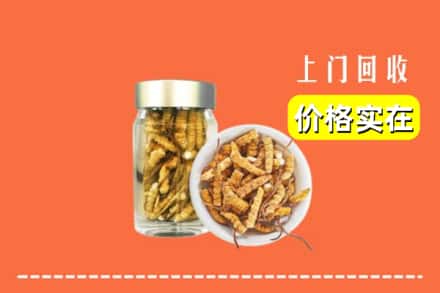 绥化庆安县回收散虫草